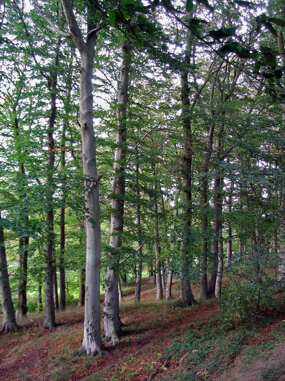 auteur Fagus de la citation L'homme est une intelligence desservie par des organes.